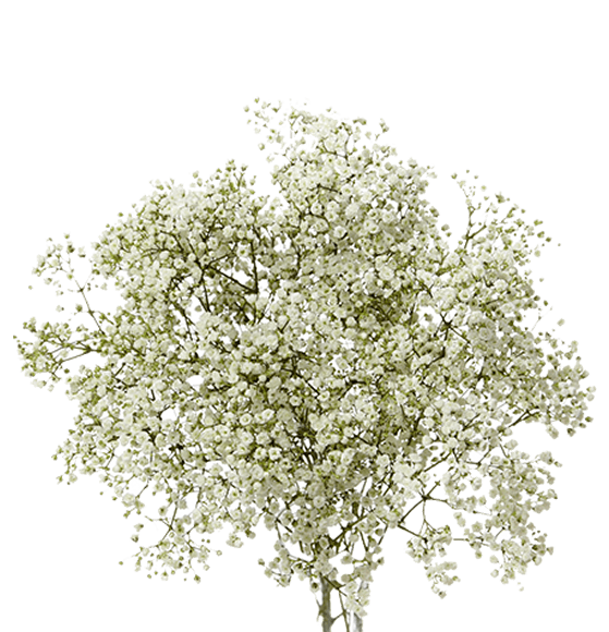 png image of white baby's breath (flower)