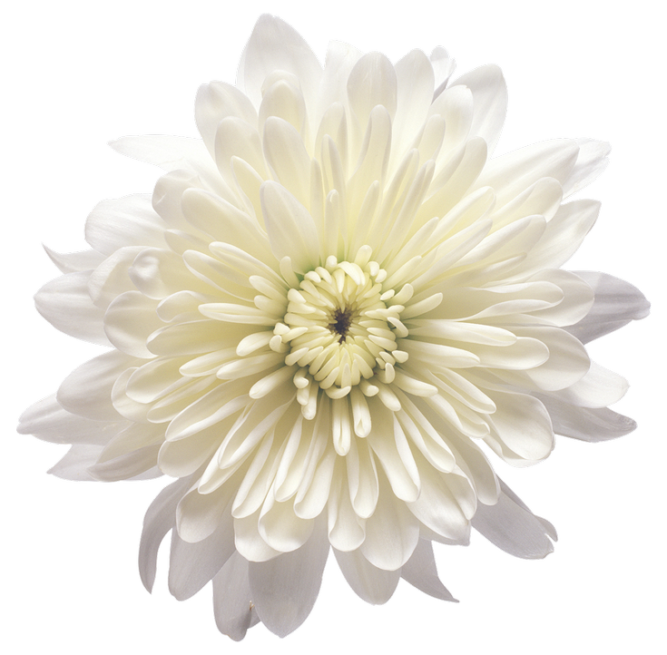 png image of a cream chrysanthemum (flower)