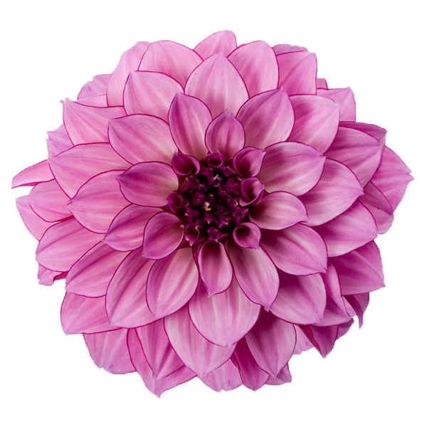 png image of a bright pink dahlia (flower)