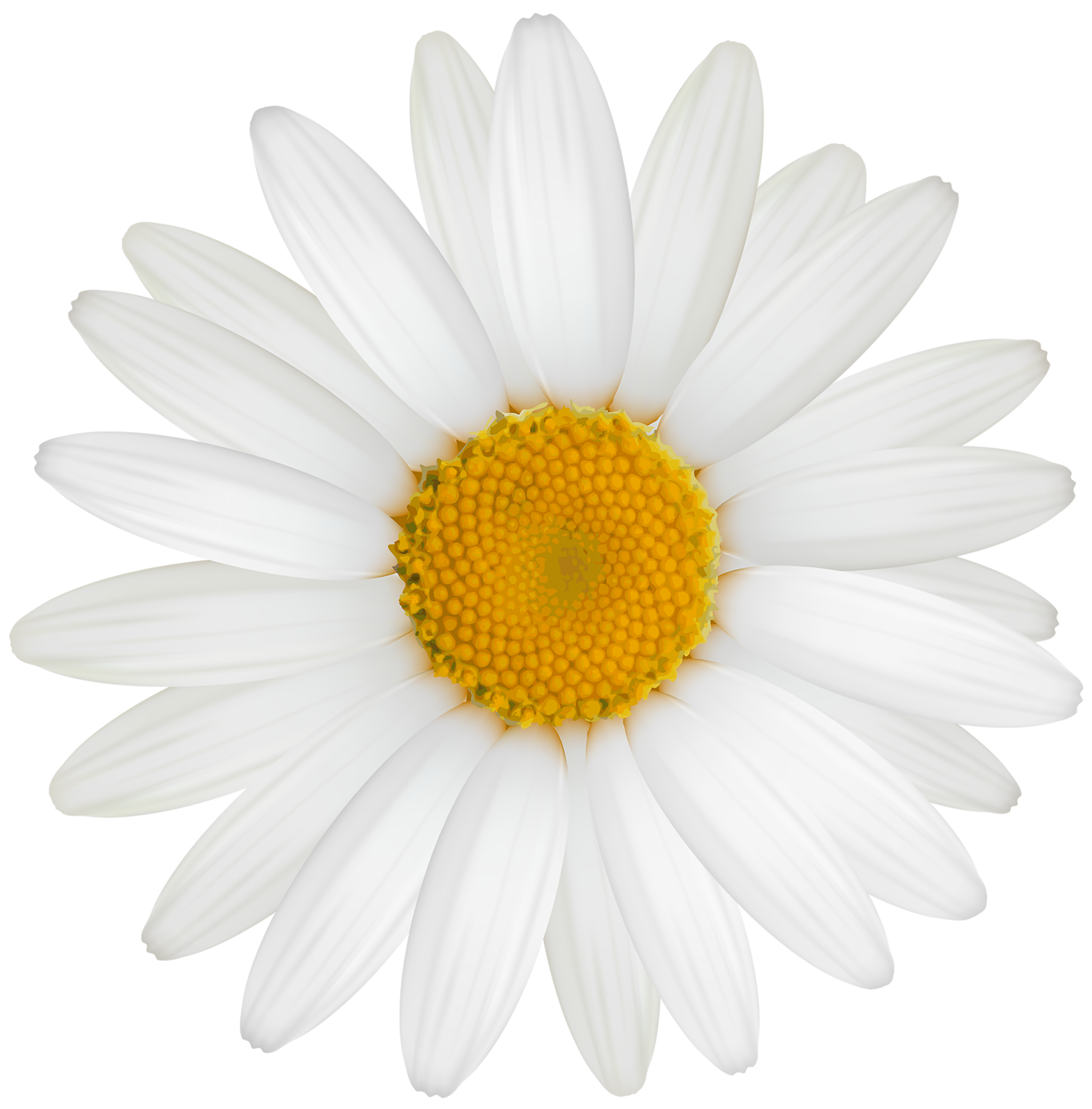 png image of a white daisy (flower)