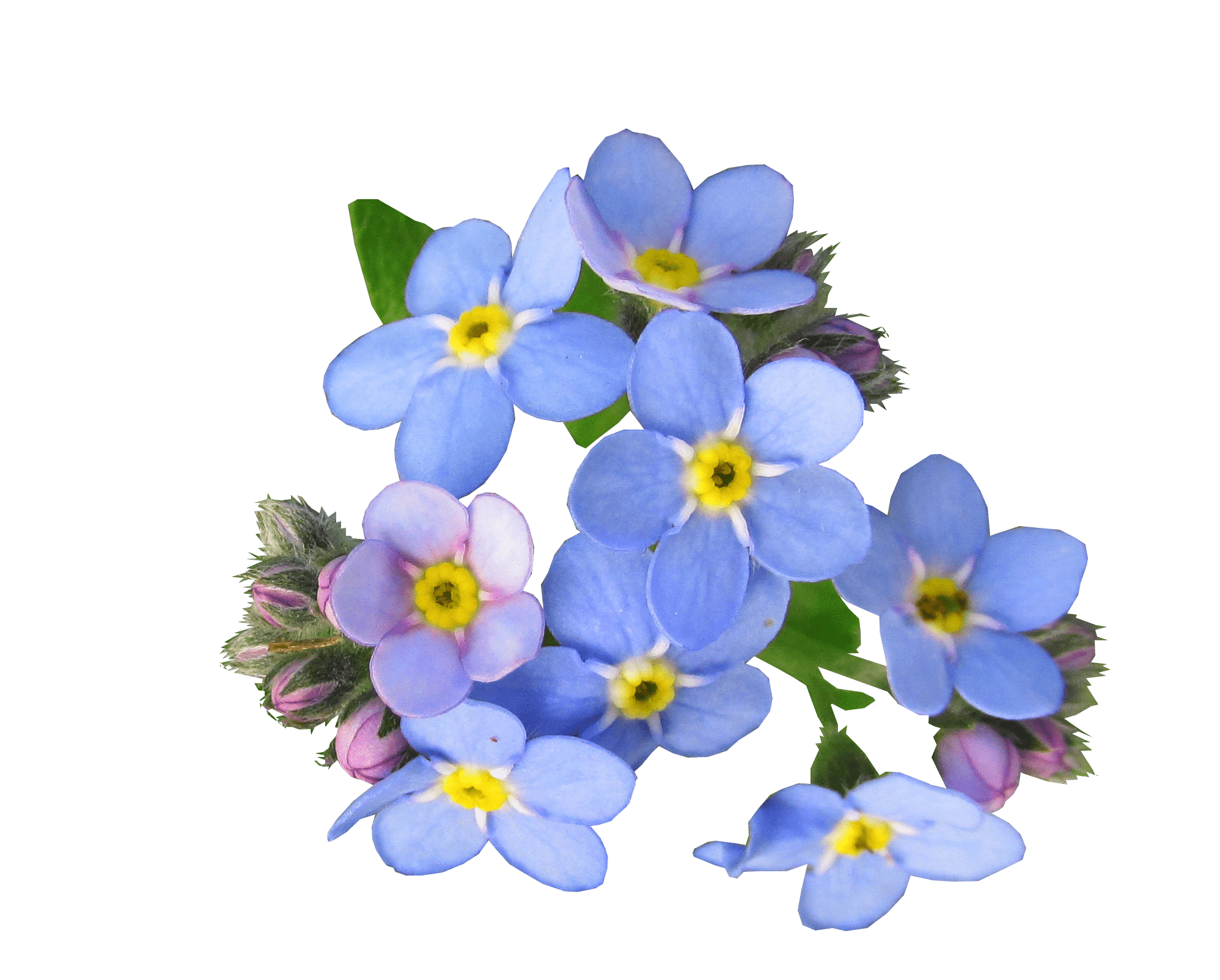 png image of a blue forgetmenot (flower)