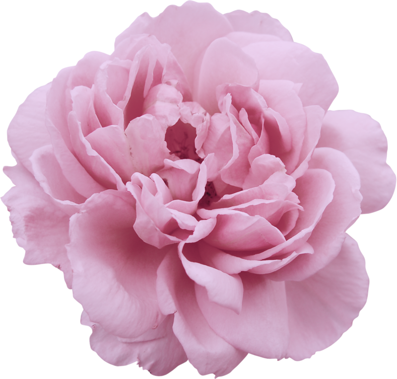 png image of a pink peony (flower)