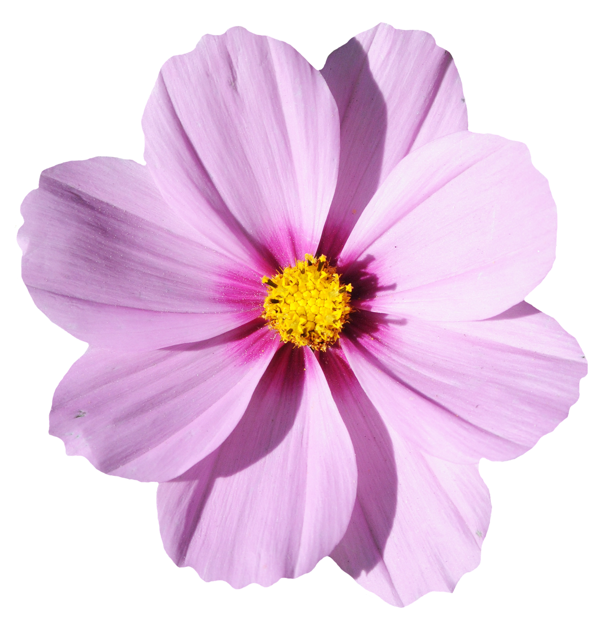 png image of a pink daisy (flower)