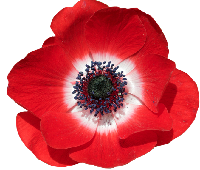 png image of a red poppy (flower)