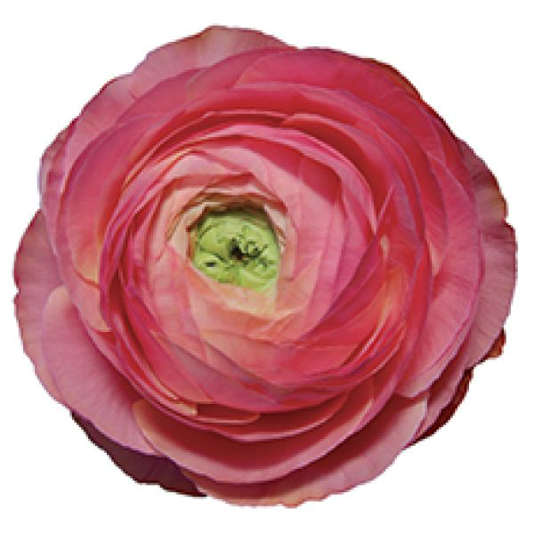 png image of a bright pink ranunculus (flower)