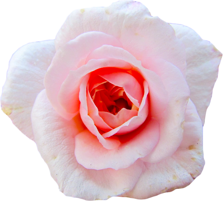 png image of a pink rose (flower)