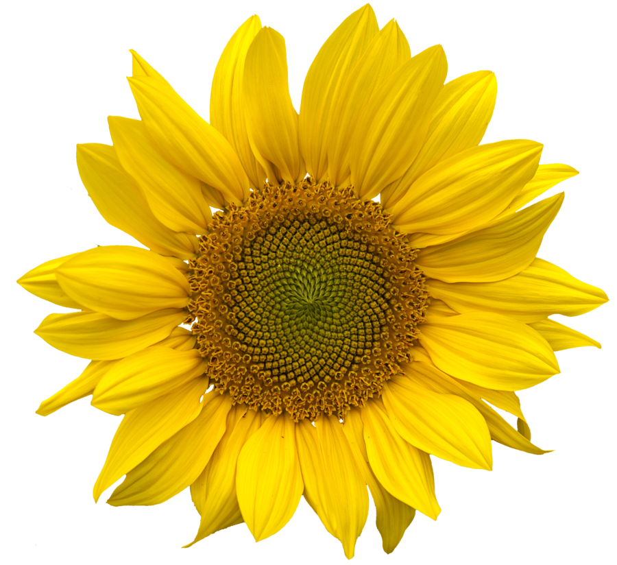 png image of a yellow sunflower (flower)