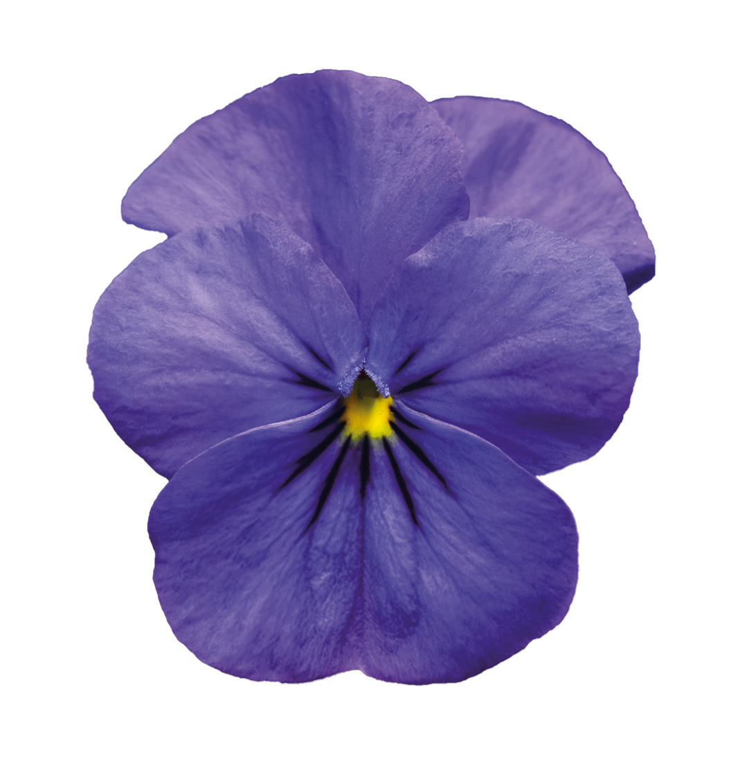 png image of a purple violet (flower)